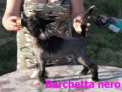čínský naháč - štěňata