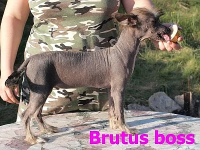 čínský naháč - štěňata