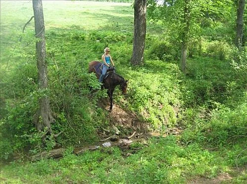 Čtvrť koně na prodej