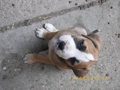 Americký pitbullteriér štěňata  s PP