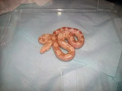 Boa sunglow,DH sunglow,albino,100%heteroalbino