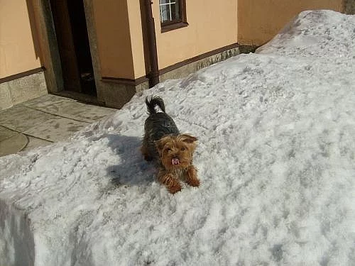 Prodáme štěňátka Jorkšírského teriéra