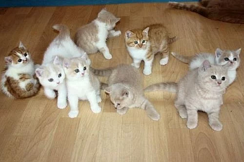 Britské koťátka v různých barevných variantách