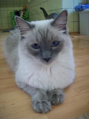 Ragdoll