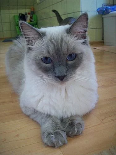 Ragdoll
