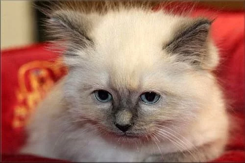koťátka Ragdoll s PP