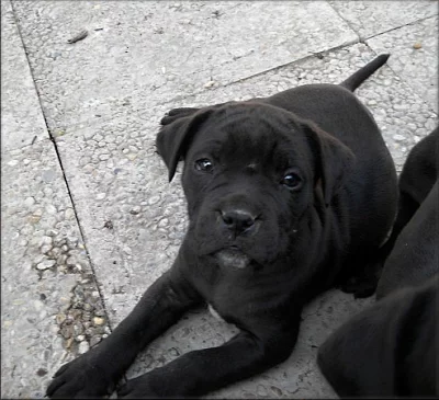 Bandog s PP