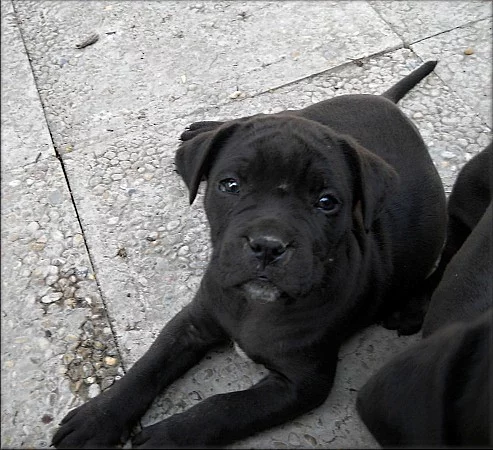 Bandog s PP