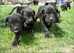 Bandog s PP
