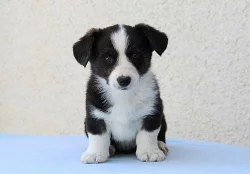 WELSH CORGI CARDIGAN - štěňata
