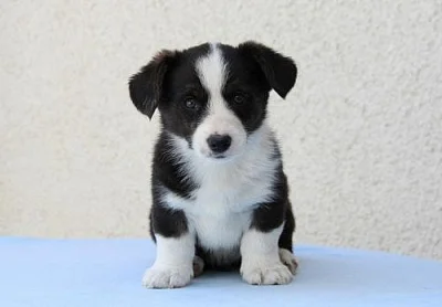 WELSH CORGI CARDIGAN - štěňata