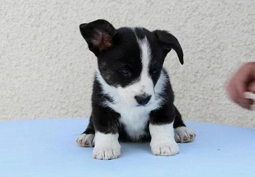 WELSH CORGI CARDIGAN - štěňata