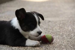 WELSH CORGI CARDIGAN - štěňata