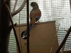papoušek rudobřichý