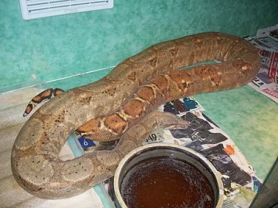 Hroznýš boa hogg a sunset het. albino + terárka