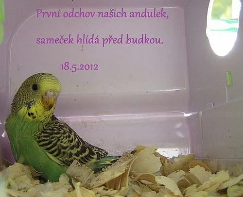Miminko andulky