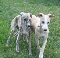 whippet , vipet, malý anglický chrt