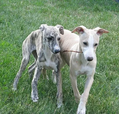 whippet , vipet, malý anglický chrt