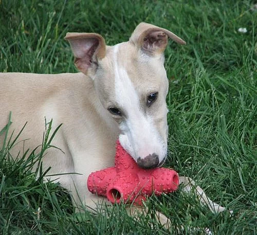 whippet , vipet, malý anglický chrt