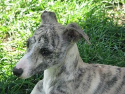 whippet , vipet, malý anglický chrt