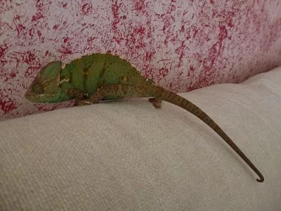 Chameleon jemenský