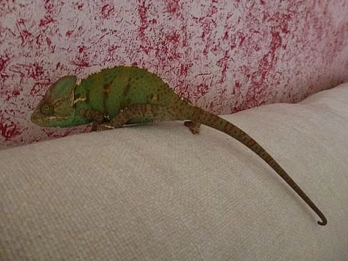 Chameleon jemenský
