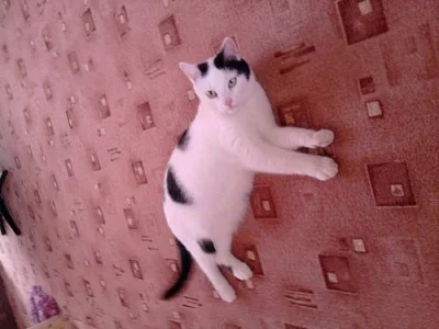 Bíločerný kocourek