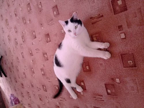 Bíločerný kocourek