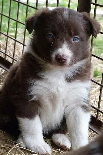 Border collie-štěnata
