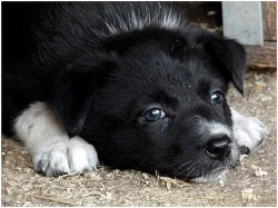 Border collie-štěnata
