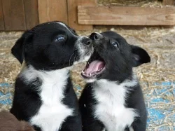 Border collie-štěnata