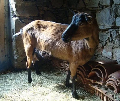 Koza hnědá bezrohá na prodej