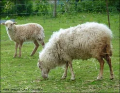Ouessantská (quessantská) ovce na prodej