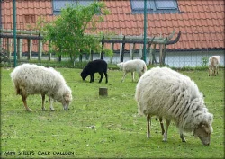 Ouessantská (quessantská) ovce na prodej