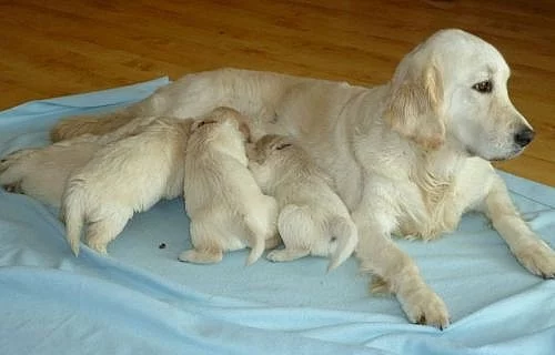 Štěňátka – Zlatý Retriever