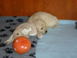 Štěňátka – Zlatý Retriever