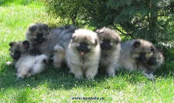 německý špic vlčí - keeshond