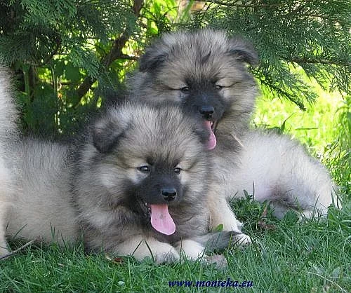 německý špic vlčí - keeshond