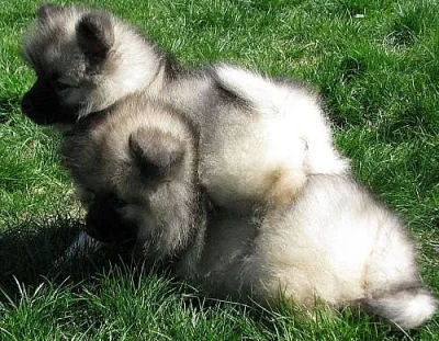 německý špic vlčí - keeshond