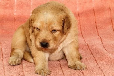 Štěňátka Hovawart