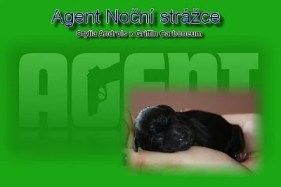Knírač malý černý s PP