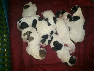 Prodám štěńátka Jack Russell teriér