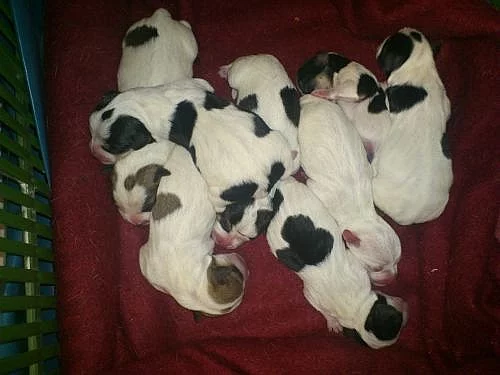 Prodám štěńátka Jack Russell teriér