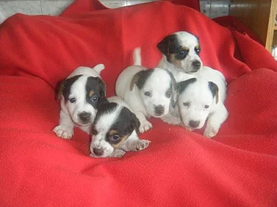 jack russell terier štěnátka 