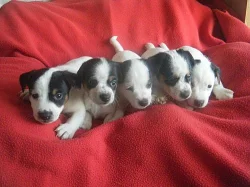 jack russell terier štěnátka