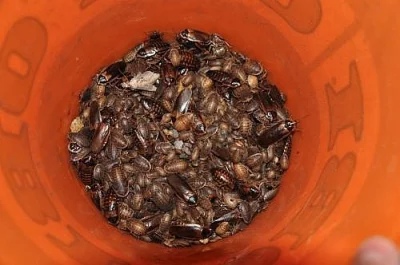 Blaptica dubia - šváb argentínský (krmný hmyz)