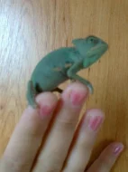 Chameleon jemenský
