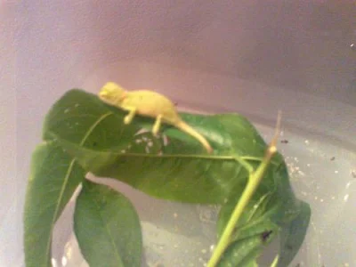 Chameleon jemenský