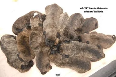 Mallorská doga, CaDeBou, Malorská doga, Mallorquin