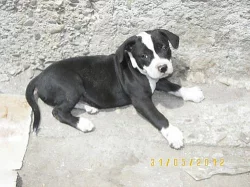 Americký pitbullteriér štěňata fenky s PP